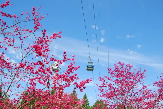 櫻花