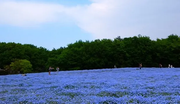 東京のピクニックガイド