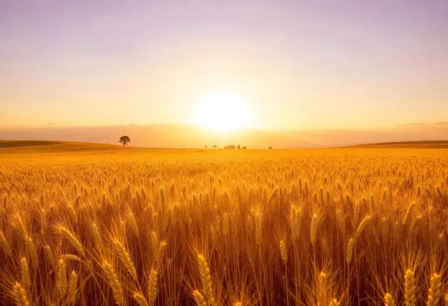 2025 추수감사절 날짜