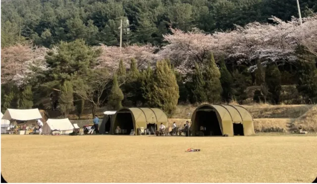 2025 벚꽃 캠핑장 청려수련원
