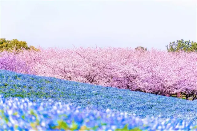 海之中道海濱公園