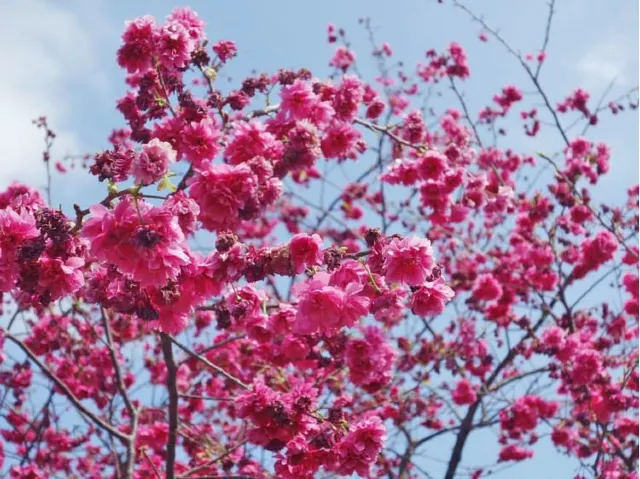 櫻花