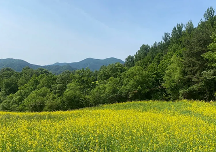 한국에서 가장 느린 유채밭 영남알프스 숲페스타 A to Z