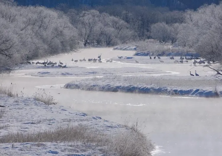 冬の釧路の代名詞!美しいタンチョウを観察できる撮影スポット4選!