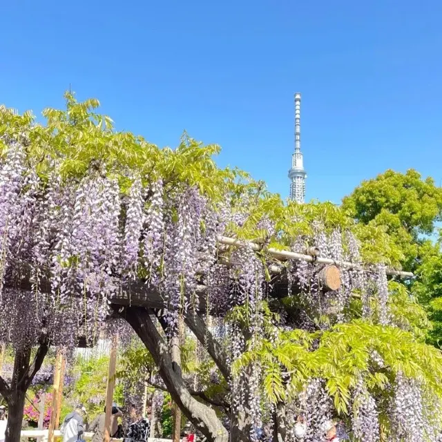 紫藤花