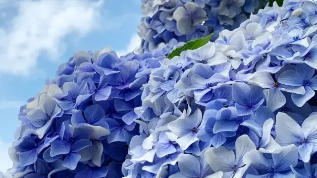 1mj3b12000jgy4mex9B2C.webp