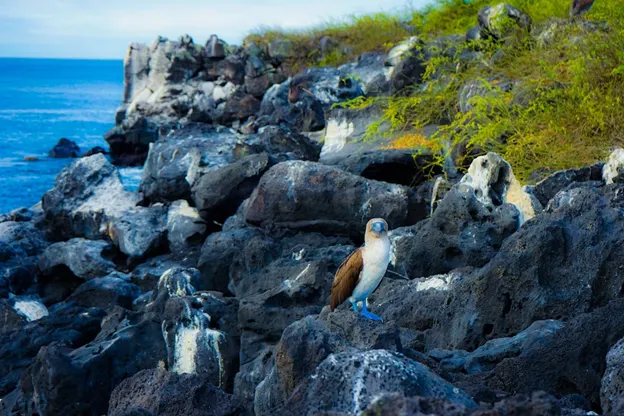 Ein Blaufußtölpel auf den Felsen der Galapagos-Inseln