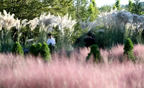 핑크뮬리 시기 청산수목원