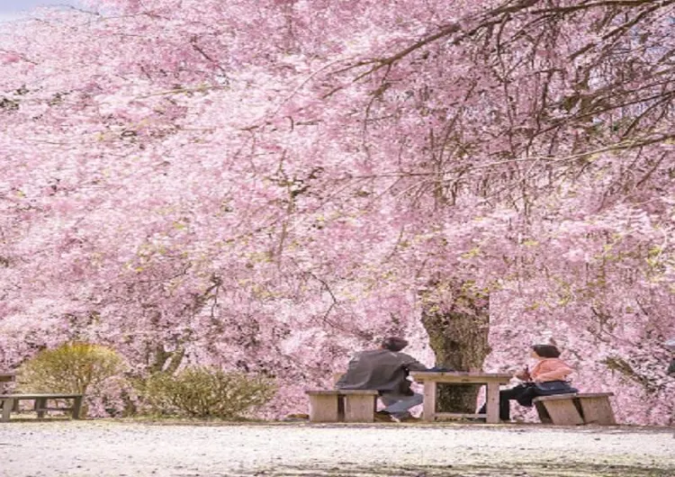 全国のオススメ桜スポット紹介!