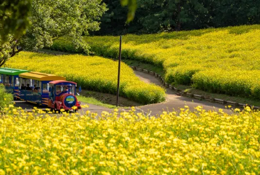 国営昭和記念公園