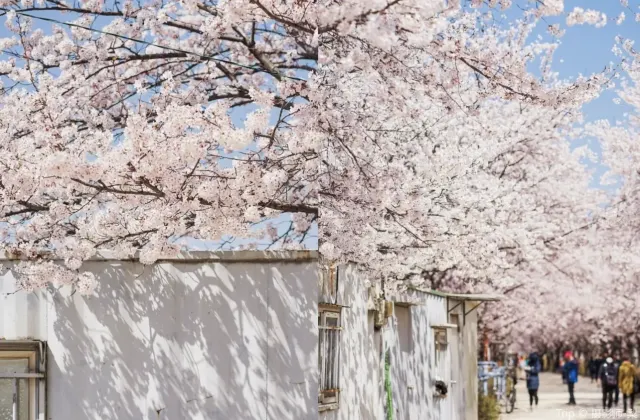 제주도 벚꽃 전농로