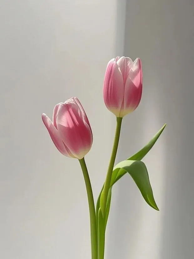 튤립