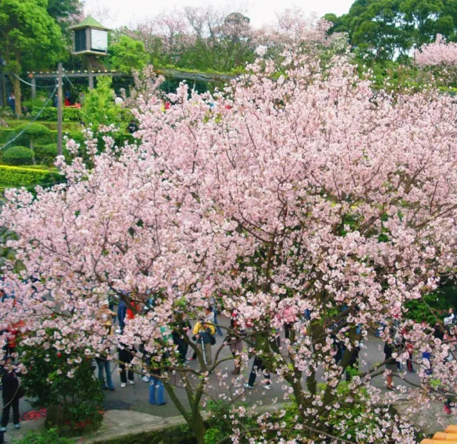 櫻花大道