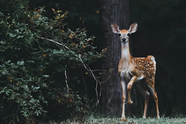Deer next to a bush