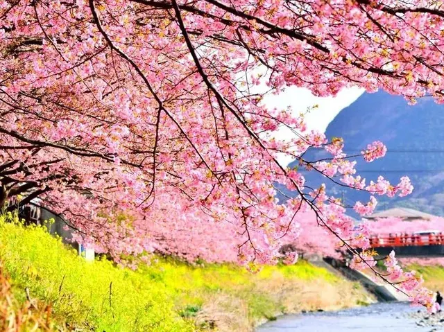 河津桜の写真を撮るコツ