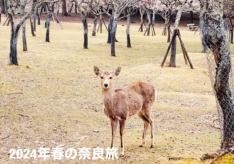 2026年　春の奈良旅！お花見に便利なホテルとお花見スポットをご紹介