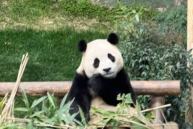 What to do at Everland Korea?