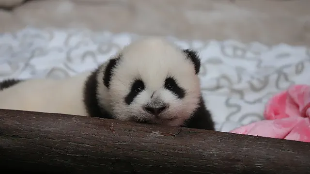 子パンダ　成都