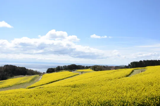 あわじ花さじき
