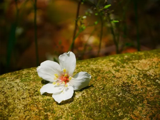 桐花花況