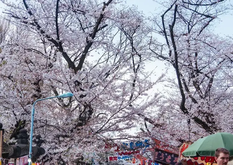 お花見｜桜名所のおすすめ｜東海地方