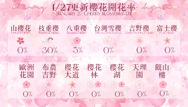 2026 九族櫻花季日期 1/31 開跑!