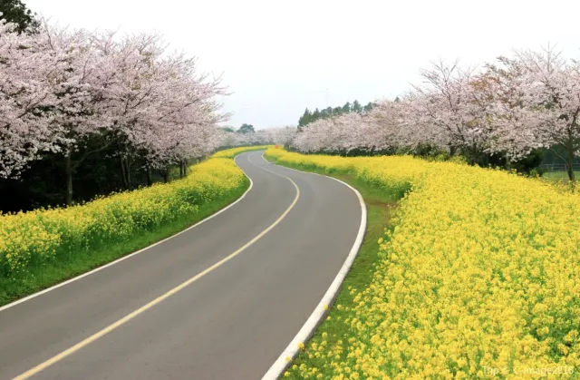 제주도 벚꽃 녹산로