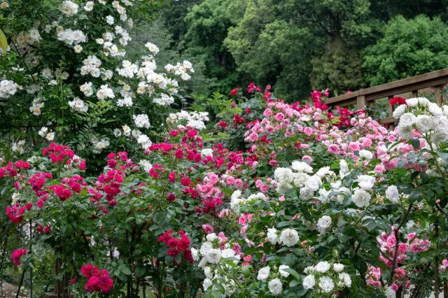 佐倉草ぶえの丘バラ園