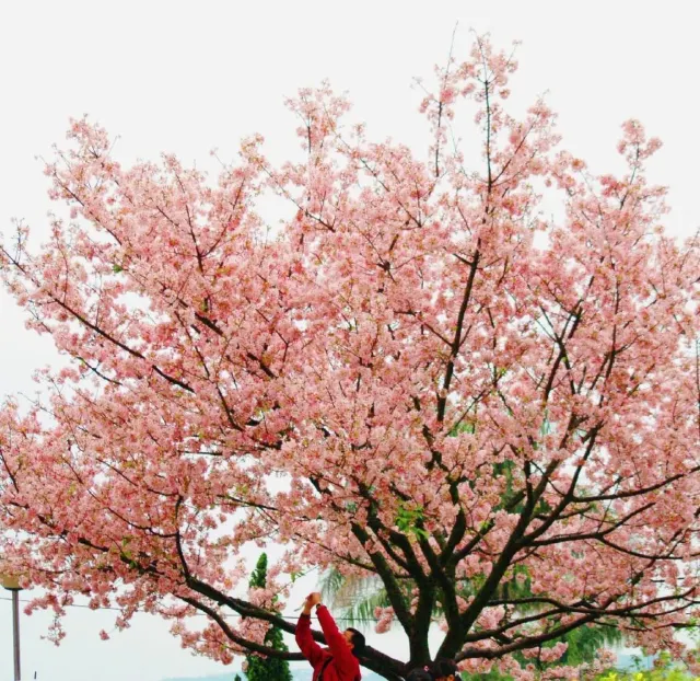 漫山遍野的櫻花