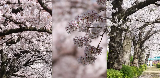桜