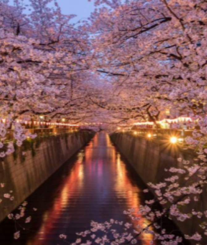 Cherry blossom trees at night  City aesthetic, Japan, Japan aesthetic