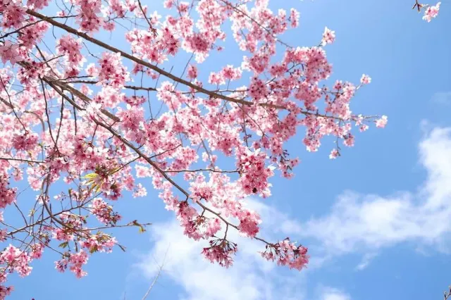 阿里山櫻花
