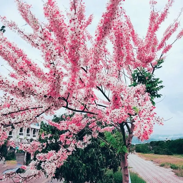 暨南大學花旗木