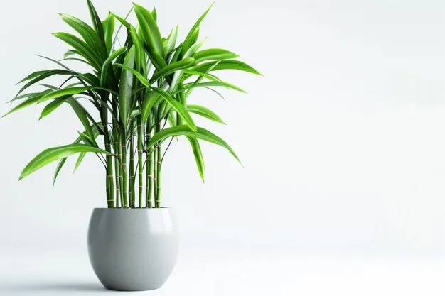 白露2025 擺放幸運竹