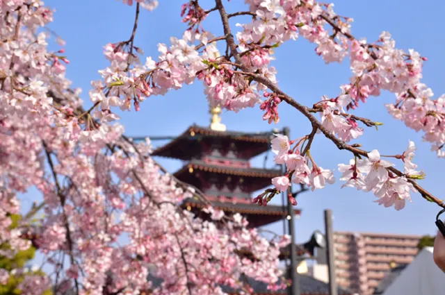 総本山　四天王寺