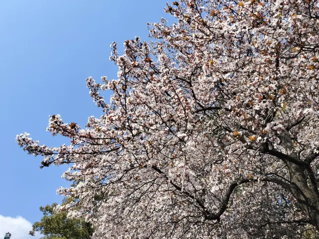 桜