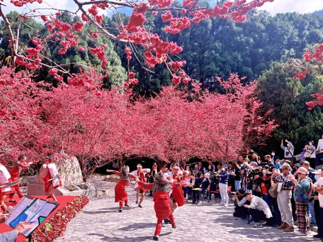 櫻花鄉情民歌