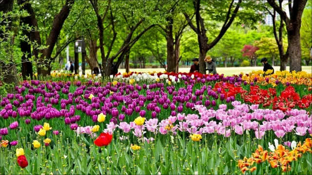 서울숲 튤립