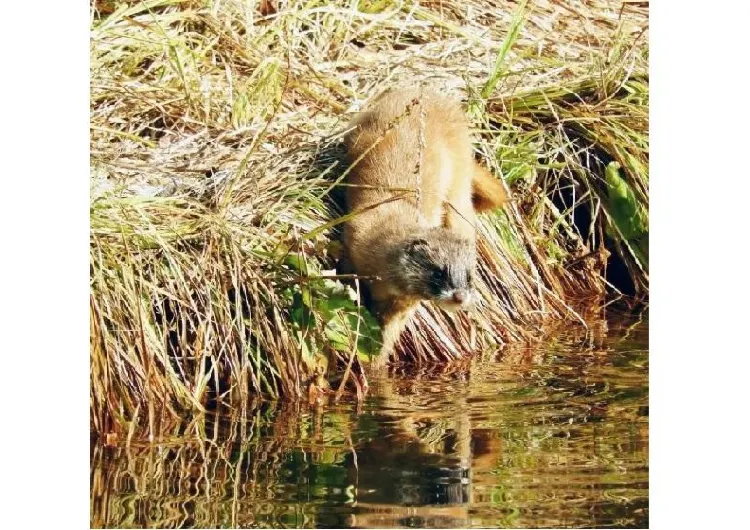 野生動物に会えるかも？！秋の利尻島でカナダのような絶景の紅葉を！