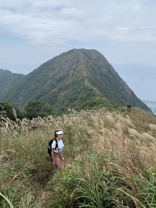 八仙嶺犁壁山一帶的芒草海