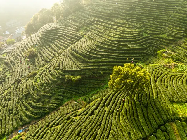 Hangzhou China Longjing Tea Culture Village terraces in the sun
