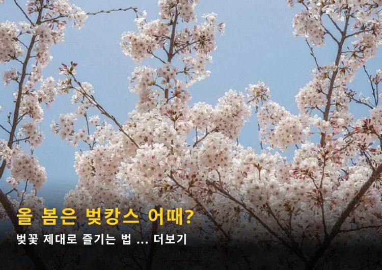 2025봄여행 숙소로 딱인 벚캉스하기 좋은 호텔 BEST7