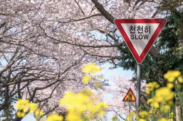 2026 제주도 벚꽃