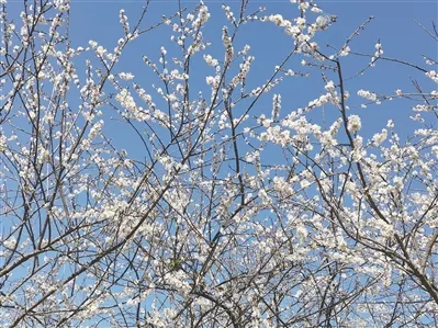 梅花節.png