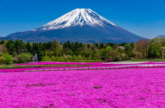 富士芝桜まつり