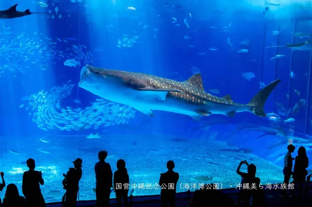 Best time to go to Okinawa Churaumi Aquarium