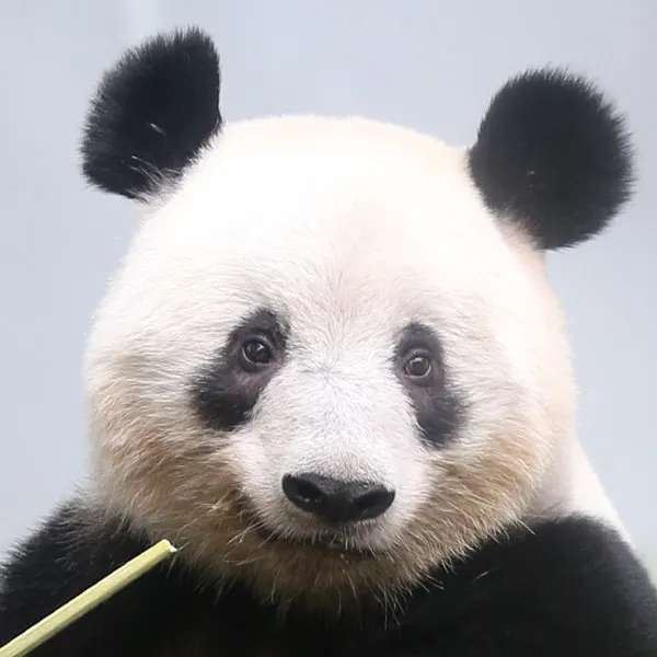 パンダがいる動物園2025