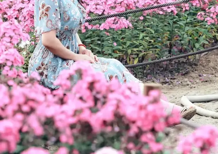 【2026】芝桜とは?富士山や北海道の芝桜名所おすすめ