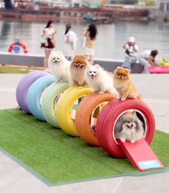 啟德玩玩夏 寵物友善互動空間