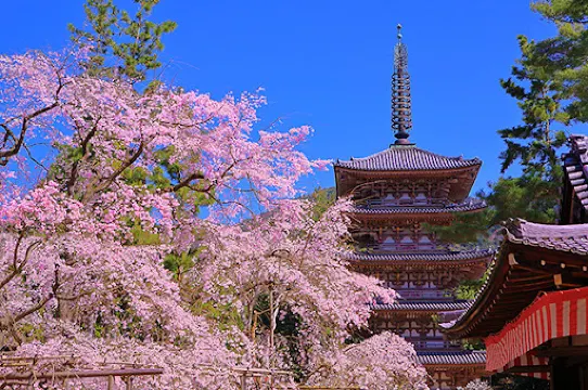 醍醐寺桜